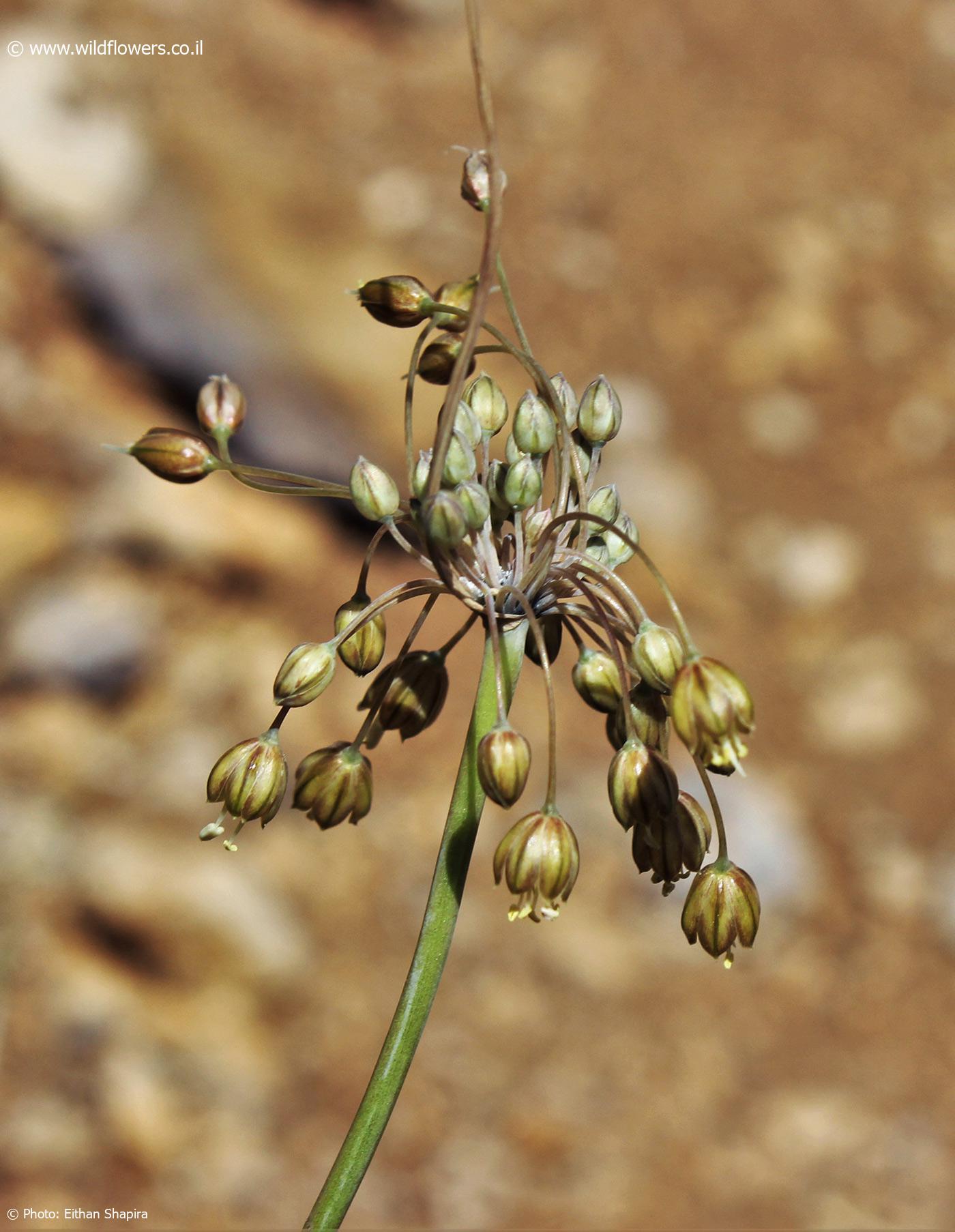 Allium  hermoneum